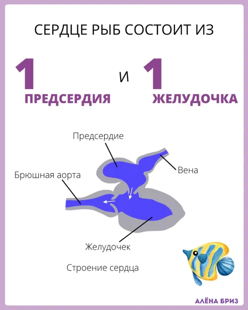 Алёна Бриз | БИОЛОГИЯ ЕГЭ и ОГЭ 2027 — пост от 21.09.2026