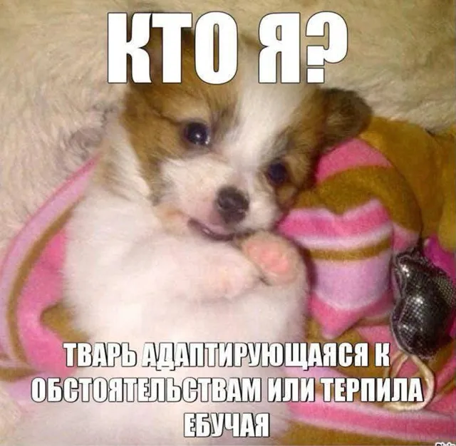 FEMALE MEMES — пост от 14.07.2026
