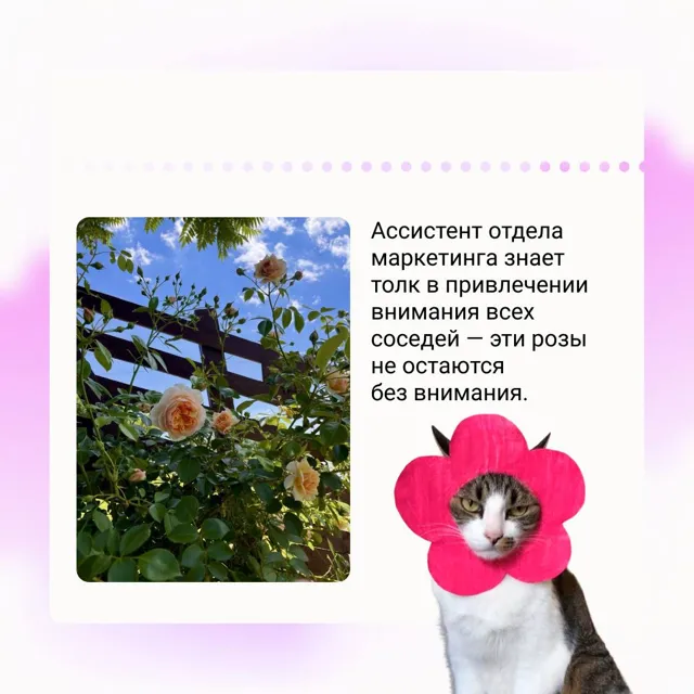 Pressfeed — пост от 23.06.2026