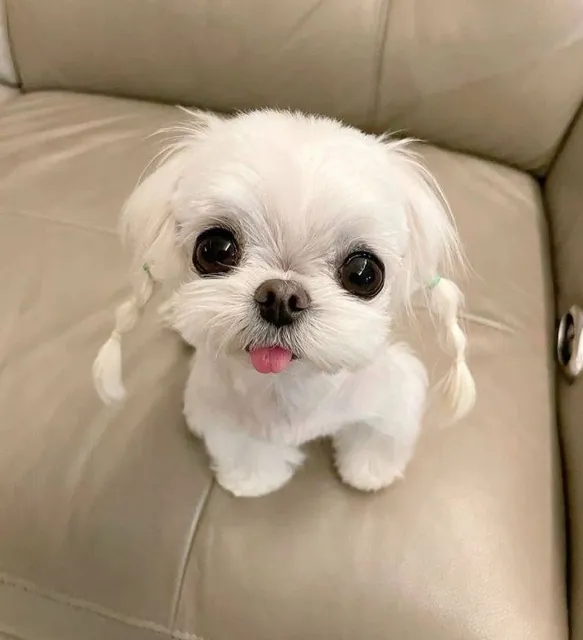 TikTok Prime 👑 — пост от 13.06.2026